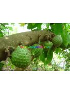 graviola-gyumolcsvelo-500ml-mannavita-presle-annona-bio-juice