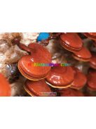 ganoderma-kapszula-90db-ganoexcel