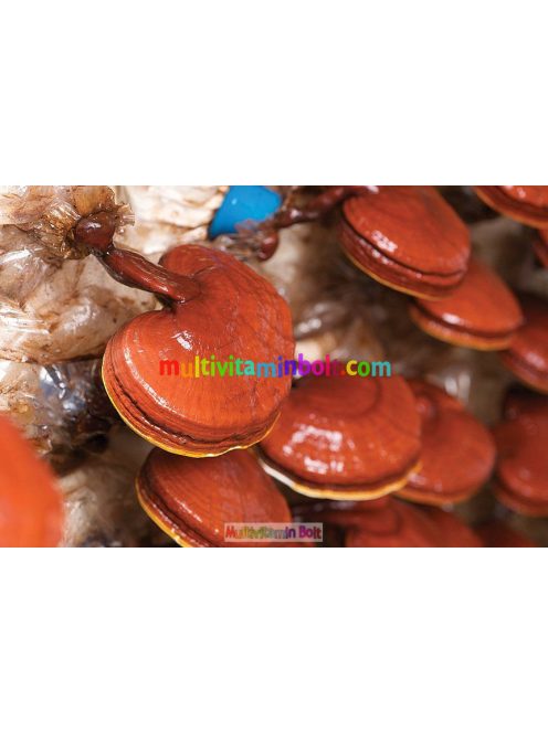 ganoderma-kapszula-90db-ganoexcel