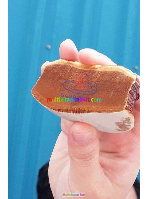ganoderma-kapszula-90db-ganoexcel