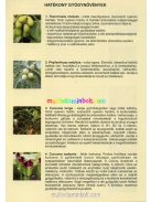 Ayura-Herbal-Cappuccino-instant-1tasak