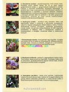 Ayura-Herbal-Cappuccino-instant-1tasak