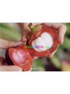 garcinia-star-kapszula-starlife-mangosztan