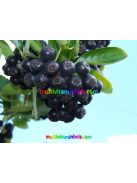 fekete-berkenye-ital-le-mannavita-1000ml