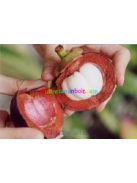 mangosztan-juice-mannavita-500ml-presle-mangostan