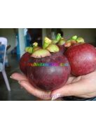 mangosztan-juice-mannavita-500ml-presle-mangostan