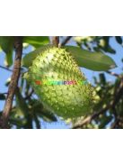 annona-forte-graviola-cseppek-energy-30ml