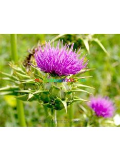 Máriatövis magőrlemény Őrölt 200 g, Silybum Marianum mag - MannaVita