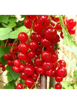 Fekete ribizli, piros ribizli