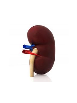 Veseproblémák, vizelethajtás